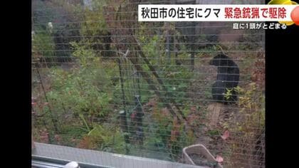 秋田市八橋の住宅敷地に居座りのクマ　麻酔銃による緊急銃猟で捕獲・駆除　まさかの事態に住人が驚きと恐怖