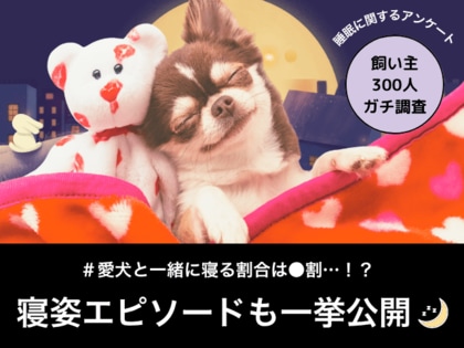 【飼い主300人に調査】愛犬と一緒に寝る割合は約8割!あなたの愛犬も当てはまる?共感必至の“寝姿あるある”とは