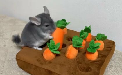 おやつに向かって顔をズボッ! “にんじん掘り”を頑張るチンチラがかわいい…どうやって覚えたの? 飼い主に聞いた