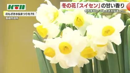 軍艦島のぞむ丘に1千万本のスイセン 生産者が「のもざき水仙まつり」をPR 1月末から開催へ