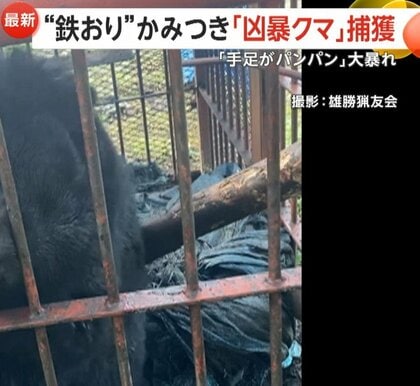 「今年のクマかなり危険」“凶暴クマ”鉄檻かみつき大暴れ…旅館に“居座り”も　死亡者数過去最多13人　「クマよけ鈴」生産追いつかず