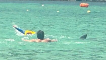 【独自】イルカが子どもを襲う瞬間　「両手かじられて血だらけ」男性も…海水浴場に響く悲鳴　福井で相次ぐ被害　