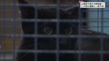 1匹の猫が出産、3年後は2000匹に！？「移動型手術車」による山間部のTNR活動　どうぶつ基金と行政が連携