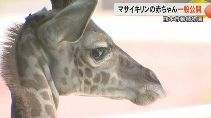 熊本市動植物園にマサイキリンの赤ちゃんが誕生し初公開　絶滅危惧種で日本に10頭のうち親子3頭が熊本　名前を決める投票イベントも