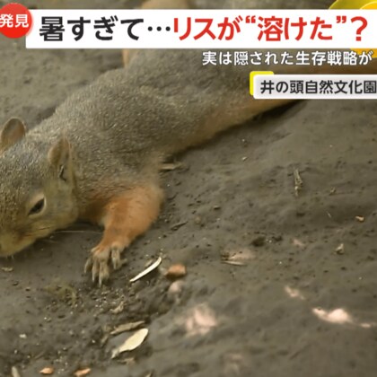 暑すぎて“溶けリス”大量発生！地面や木に「ぺた～っ」と腹ばい…体に貯まった熱を放出　東京・井の頭自然文化園