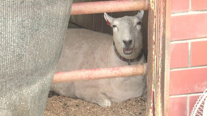 動物たちも暑い!! ヒツジは異例の毛刈り“2回目”　「頭だけでも…」保冷材の上にウサギ【福井発】
