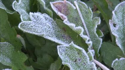 寒さ、身にしみる…今季一番の厳しい冷え込みに津山市では霜がびっしり　週後半は雲の多い空模様に【岡山】