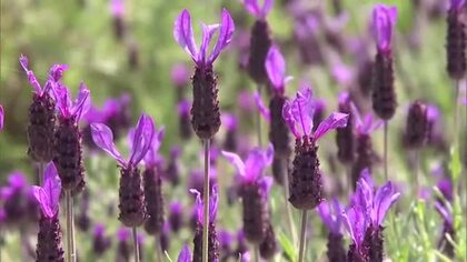 約５０００株のラベンダー咲き競う…美咲町の観光施設　「早咲き３号」は６月に見ごろ【岡山】