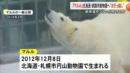 メスのホッキョクグマ『マルル』が北海道にお引越し【熊本】