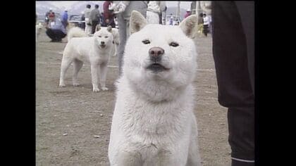 天然記念物「北海道犬」赤ちゃん誕生の一方 減少でピンチ CMの