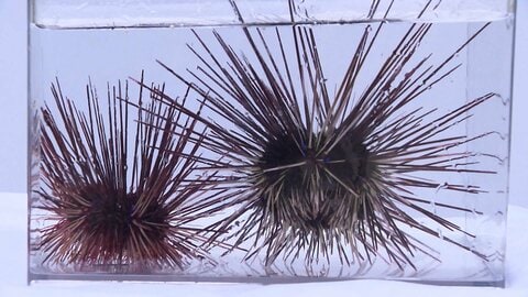 地元のウニ激減の被害…磯焼けの原因を駆除する「ガンガゼ・バスターズ」が大奮闘　佐賀・唐津市