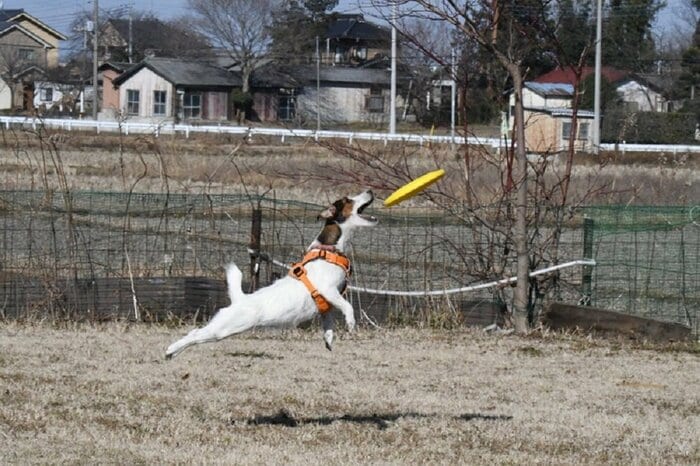 フリスビーをする様子 ジャンプ力も抜群