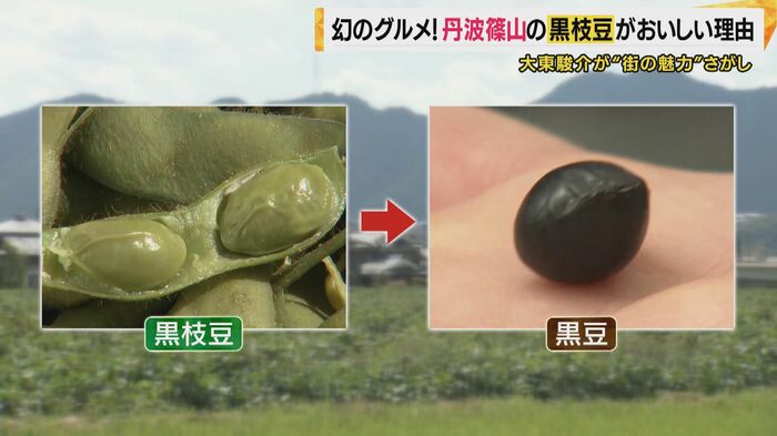 黒枝豆から黒豆に