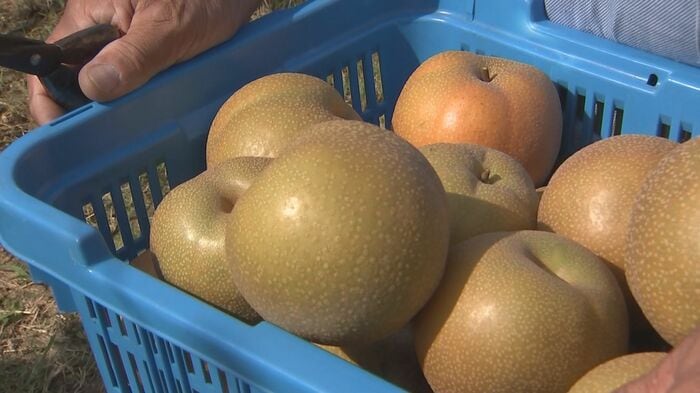 以前と変わらない立派な梨が実る