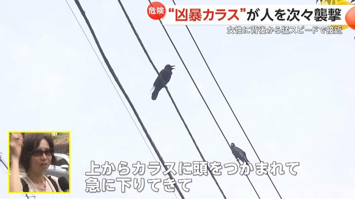 近隣住民はカラスの被害について語る