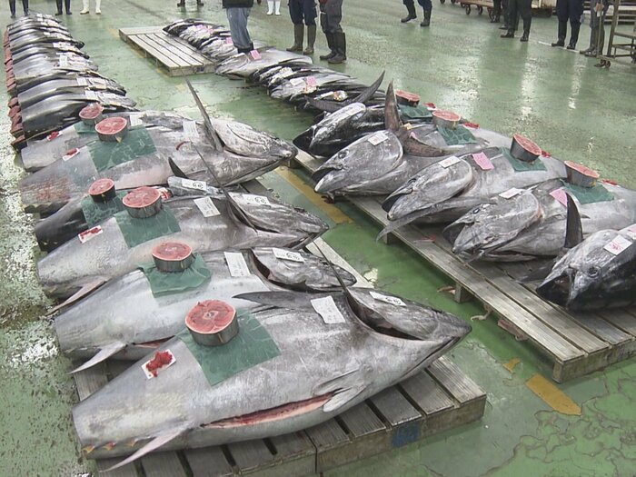 国産まぐろは40%超える値上がり