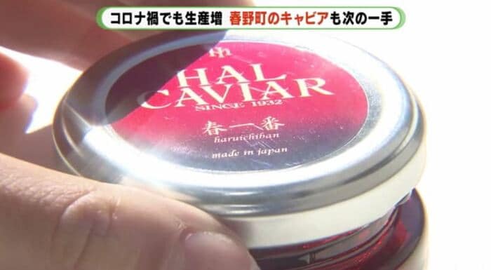 「ハルキャビア」は飲食店向けに販売