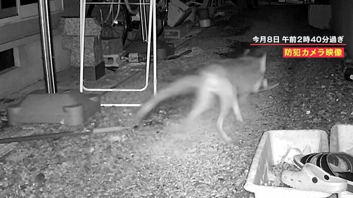 サンダルをくわえて持ち去るキツネ