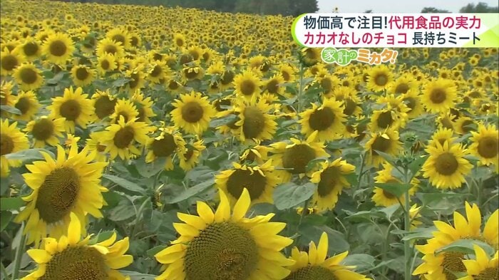 環境への負荷の少ないひまわりが代用品として注目集める