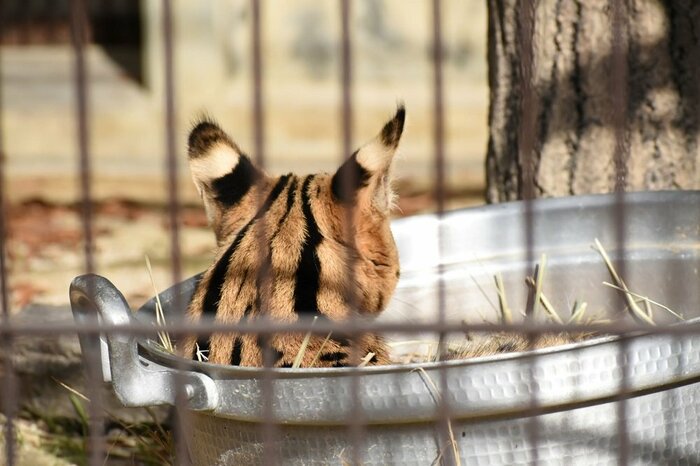 ルイが鍋に入っている背中(提供:名古屋市東山動植物園)