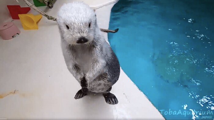 提供:鳥羽水族館
