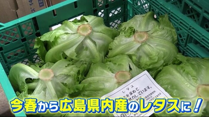 広島県内で栽培されモスバーガーで使用されるレタス
