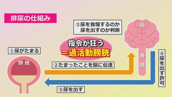 排尿の仕組み