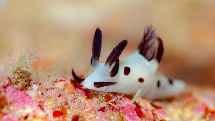 ウミウシの生態は奥深い(画像はイメージ)