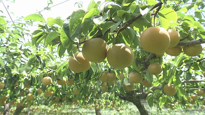 次なる目標は“観光農園”