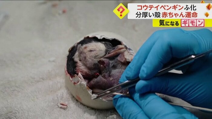 職員が慎重に殻を取り除いている