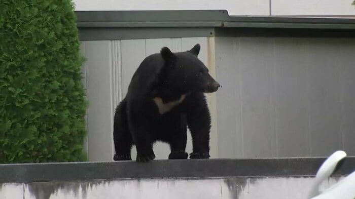10月、原敬記念館では敷地内にクマが出没（盛岡市本宮）