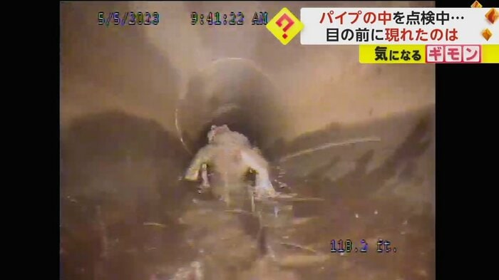 ワニがカメラを背に逃げていく(CITY OF OVIEDO)