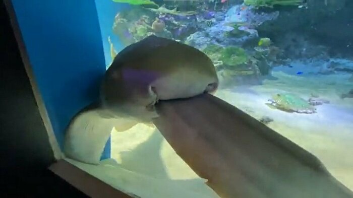 2匹目のトラフザメ