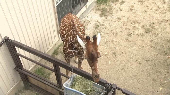 キリンが間近に見える