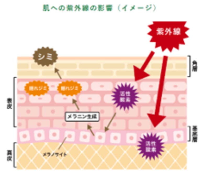 曇りの日でも、日傘を差していても、うっかり紫外線に要注意!?知らないうちに隠れジミができているかも…夏に必見!油断禁物、UVスポットランキング!