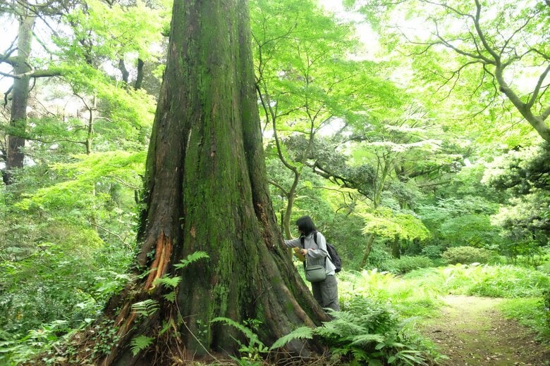 【国立科学博物館】皇居で見つかった生物が累計7,982種に達する～皇居生物相調査（第III期）成果公表～