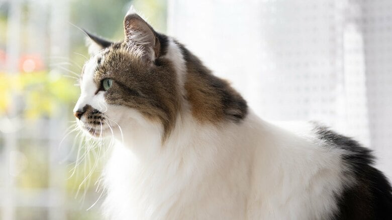 猫が亡くなったらどうする？愛猫を亡くしたコラムニストが選んだのは霊園での立ち会い　火葬・埋葬の選択肢と“後悔しない見送り方”｜FNNプライムオンライン