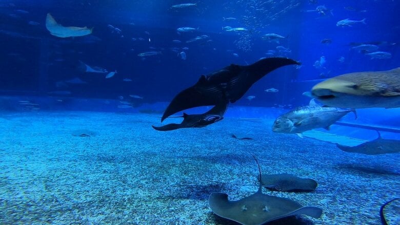 【沖縄美ら海水族館】世界初！水族館生まれのブラックマンタ！！（2024年12月10日より親仔展示開始）