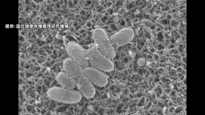 【速報】百日咳・リンゴ病の新規感染者数が再び過去最多に　全国の百日咳感染者数は1週間で3211人　国立健康危機管理研究機構｜FNNプライムオンライン