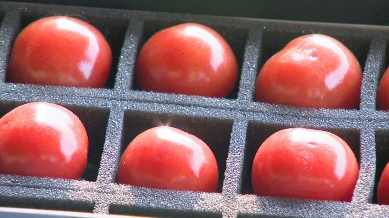 トマト嫌いの農家が作る極上トマト「呉羽キャンディー」 皮が薄すぎてロスが多いのに挑戦し続ける理由｜FNNプライムオンライン