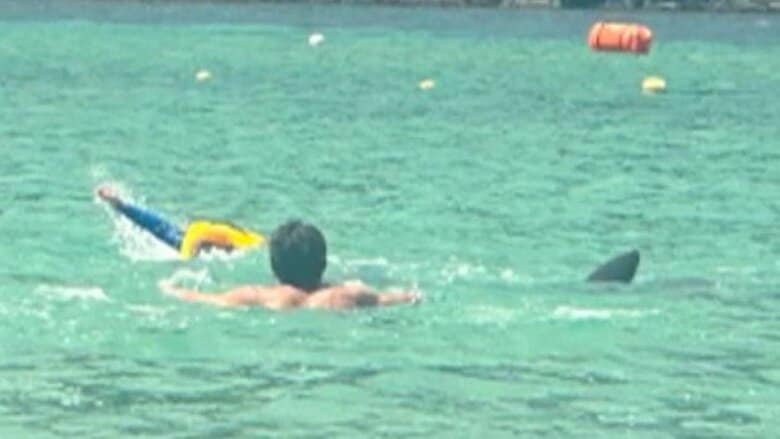 【独自】イルカが子どもを襲う瞬間　「両手かじられて血だらけ」男性も…海水浴場に響く悲鳴　福井で相次ぐ被害　｜FNNプライムオンライン