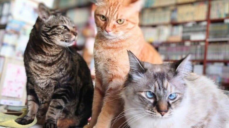 雨の夜にやってきた1匹から始まった“行き場のない猫たち”との絆。貸本店「輝らら」と保護猫との不思議な縁｜FNNプライムオンライン