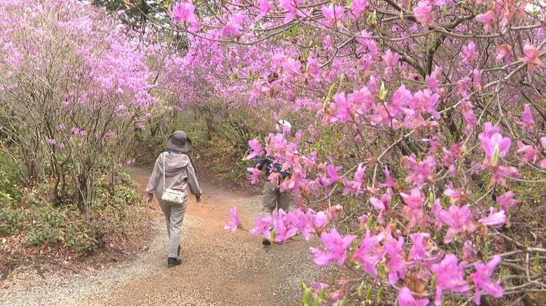 紫やピンクの花が鮮やかに…約3万本の『コバノミツバツツジ』が満開 愛知県豊川市の善住禅寺周辺に自生｜FNNプライムオンライン