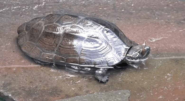 (提供:体感型動物園「iZOO」)
