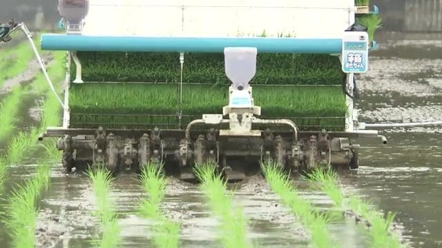 2023年の田植えの様子　収穫した玄米は基準値を大きく下回る