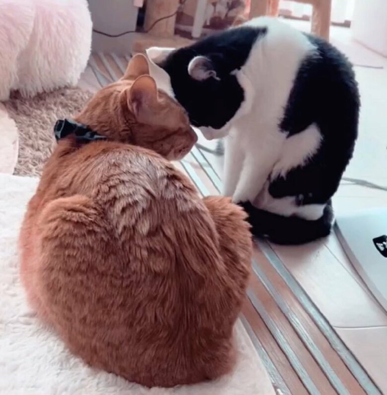 甘え上手な若奥様になったという陽葵ちゃん（左：ちまきくん　右：陽葵ちゃん）