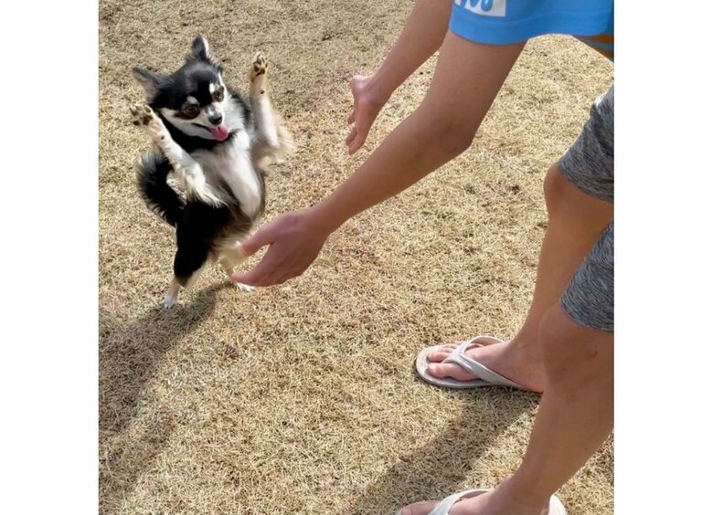 庭でじゃれ合う息子さんとごまじろーくん（提供：チワワのごまじろーさん）