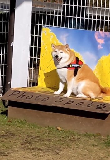 提供：natsumi.nnnさん