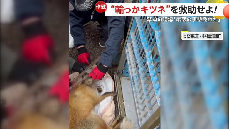 保護の際は動物病院の協力を得て、麻酔で眠らせたキツネ