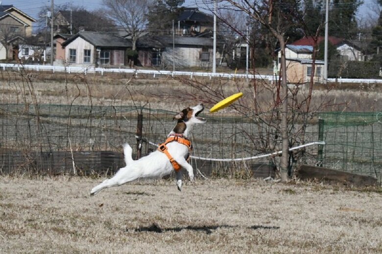 フリスビーをする様子　ジャンプ力も抜群